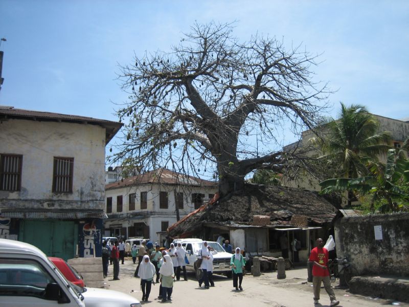Zansi (47) Baobab